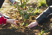 [Journée de la Terre] Truffaut a la main verte