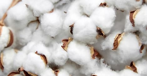Levi Strauss & Co, Tesco et Gildan veulent du coton cultivé de manière plus durable
