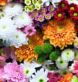 WeTradeLocal.io engrange 5,5 millions d'euros pour relocaliser la culture florale