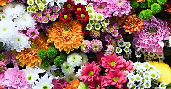 WeTradeLocal.io engrange 5,5 millions d'euros pour relocaliser la culture florale